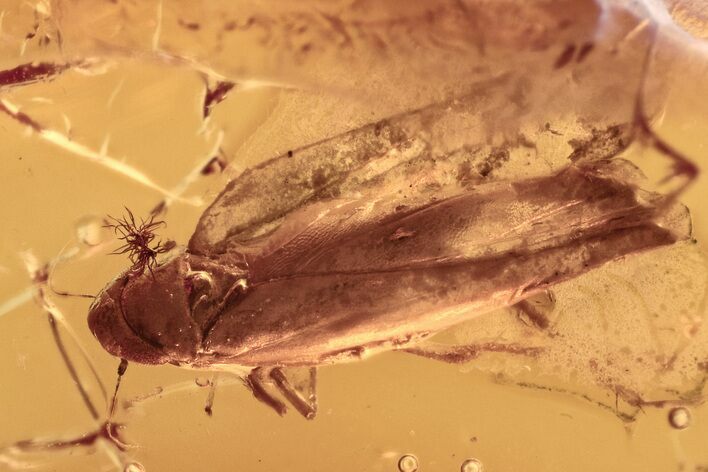 Detailed Fossil Leafhopper (Cicadellidae) In Baltic Amber #300729